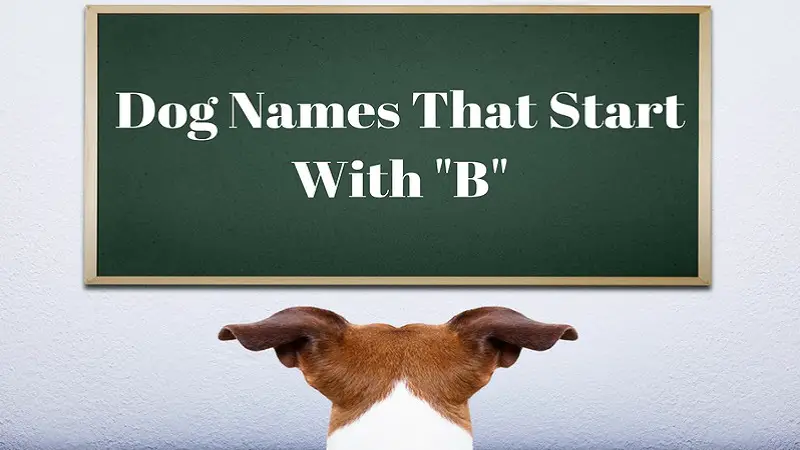 A list of male and female dog names that start with B