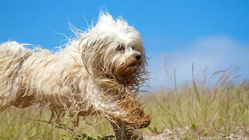 Homemade doggy deodorant and perfume