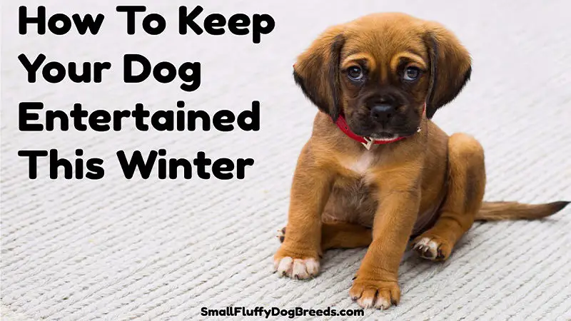Some tips and advice on how to entertain your dog this winter.