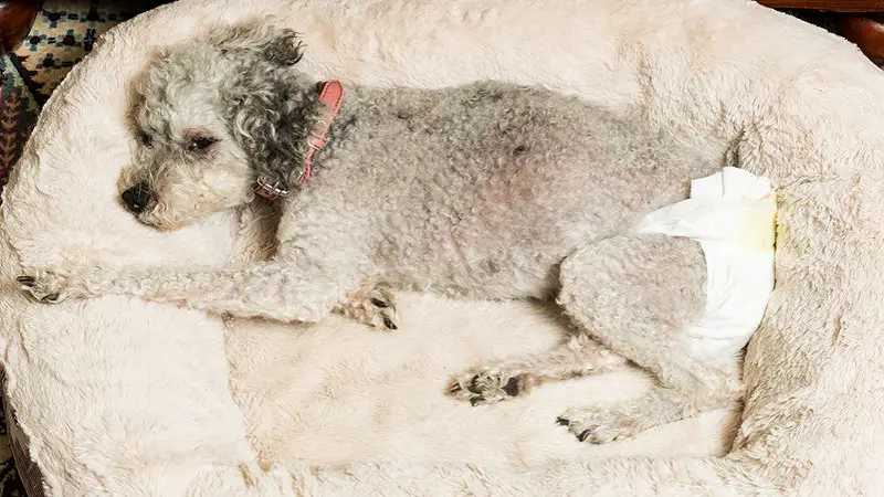 Older dogs with health problems in a diaper