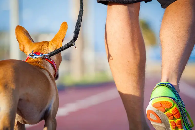 The martingale dog collar has many advantages over the traditional choke chain.