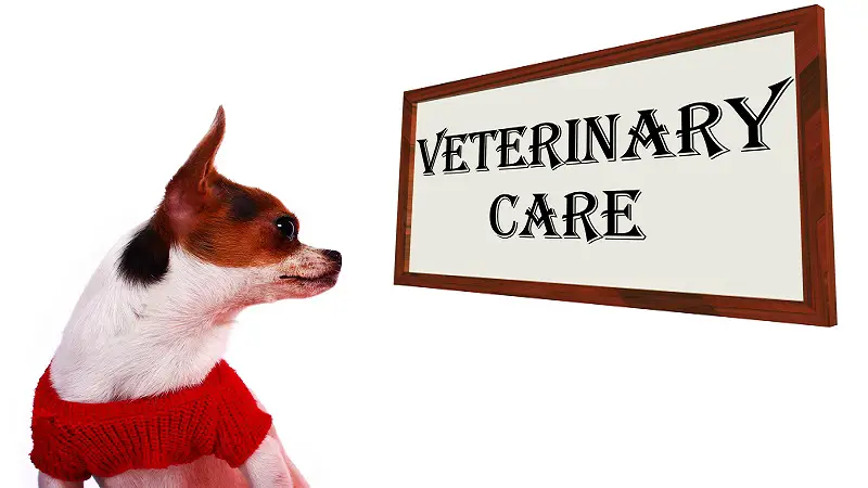 How to know when to call the vet for a sick dog