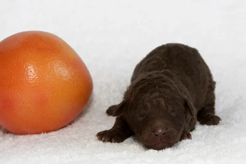Answering the question of can dogs eat oranges safely?