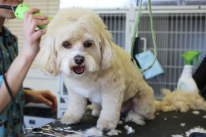 A look at the pros and cons of mobile dog grooming services