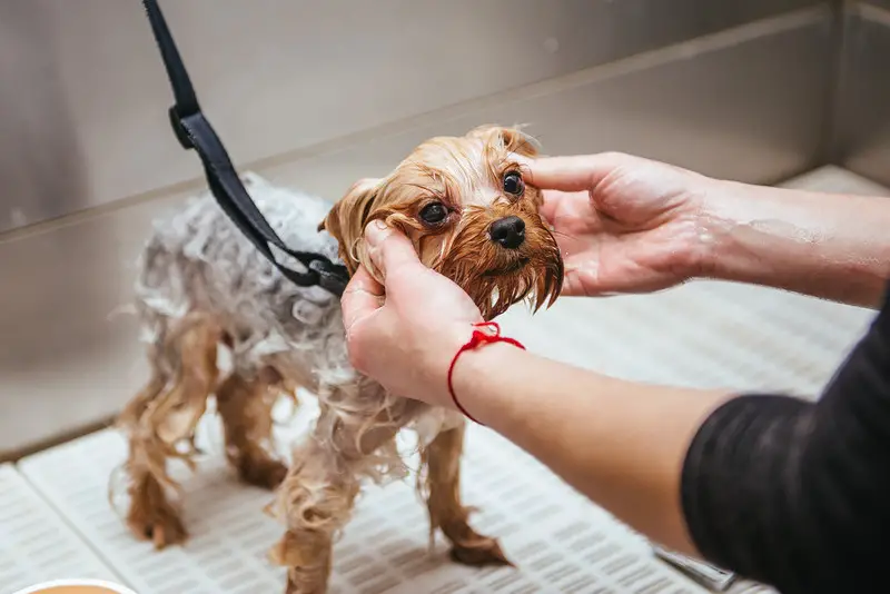 A simple yet effective recipe for homemade dog shampoo for fleas and sensitive, itchy skin