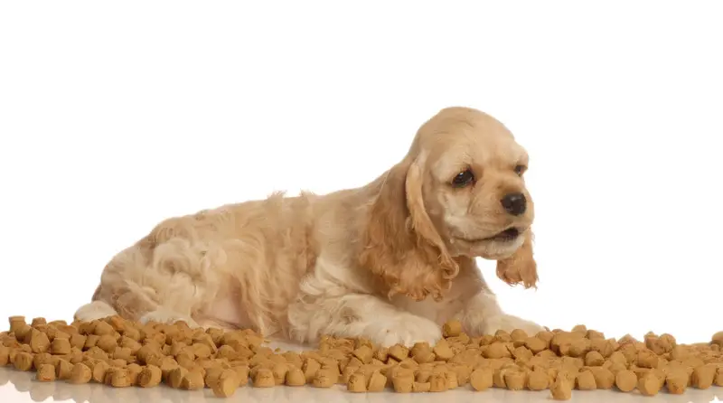 American cocker spaniel surrounded by the best dry dog food