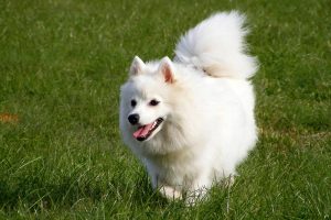 A beautiful example of the Japanese Spitz dog breed