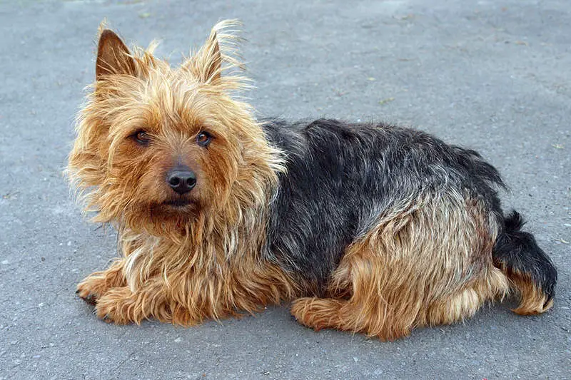 A really cute example of the Australian Terrier dog breed.