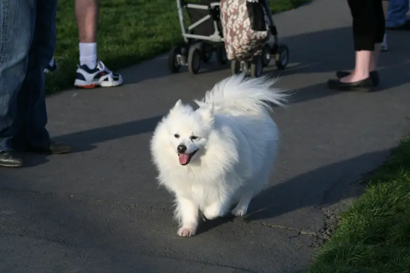 A beautiful American Eskimo dog