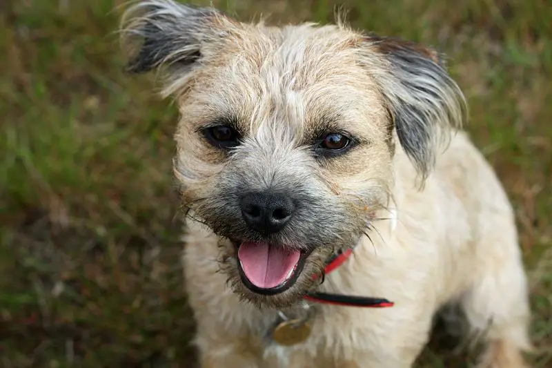 A beautiful, cute image of a Border Terrier dog