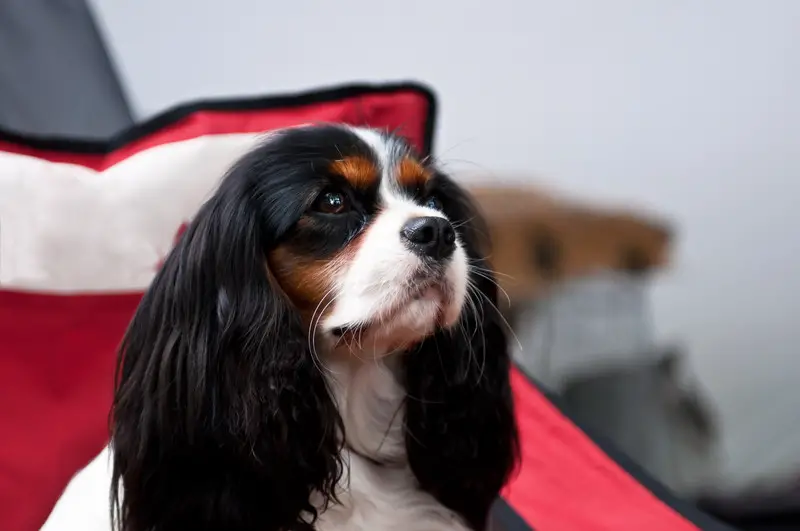 Image of a beautiful example of the English Toy spaniel dog breed, also known as the King Charles Spaniel