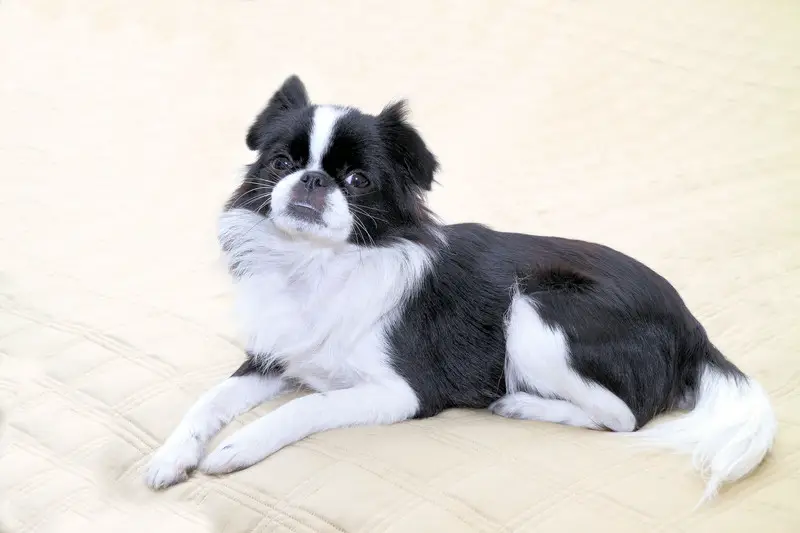 A beautiful example of the Japanese Chin dog breed