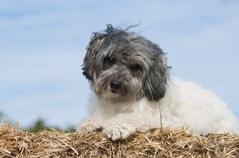 Beautiful picture of a Lowchen dog