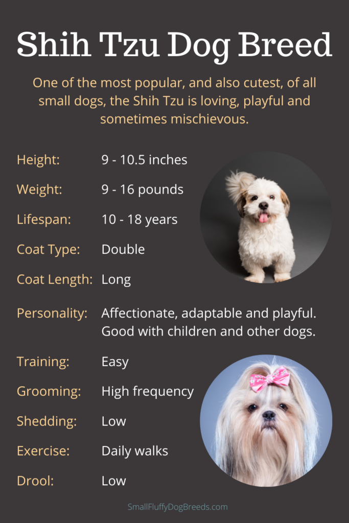 Image showing Shih Tzu dog breed information.