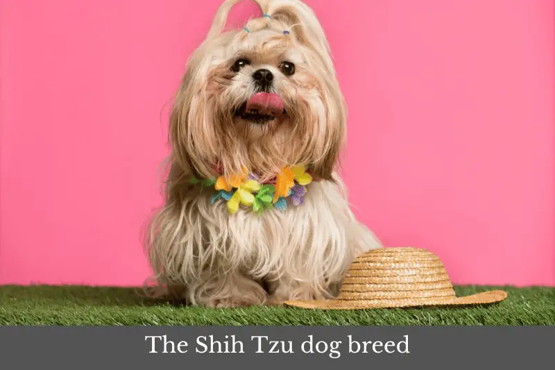 Featured image for a page with Shih Tzu dog breed information.