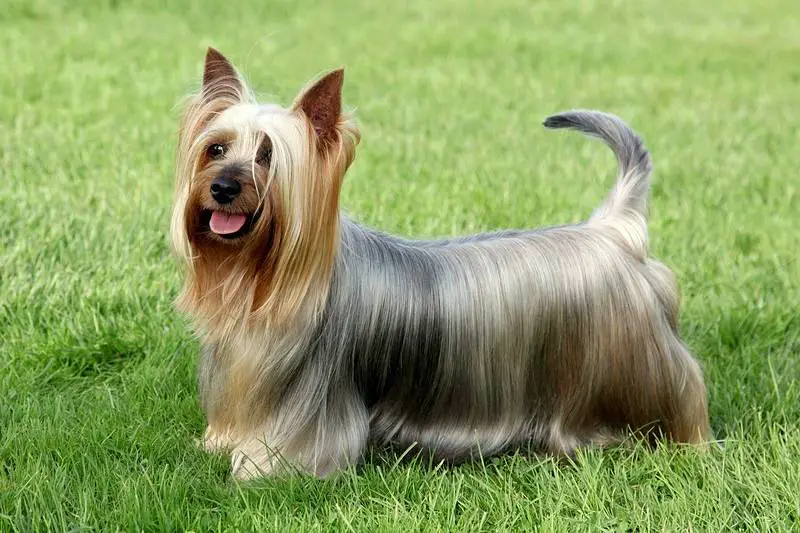 A beautiful picture of a Silky Terrier dog