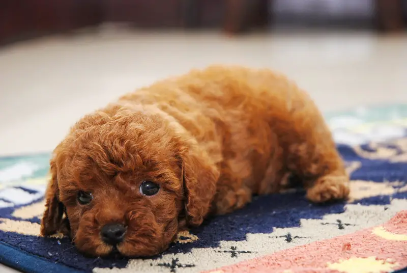 furry toy dogs