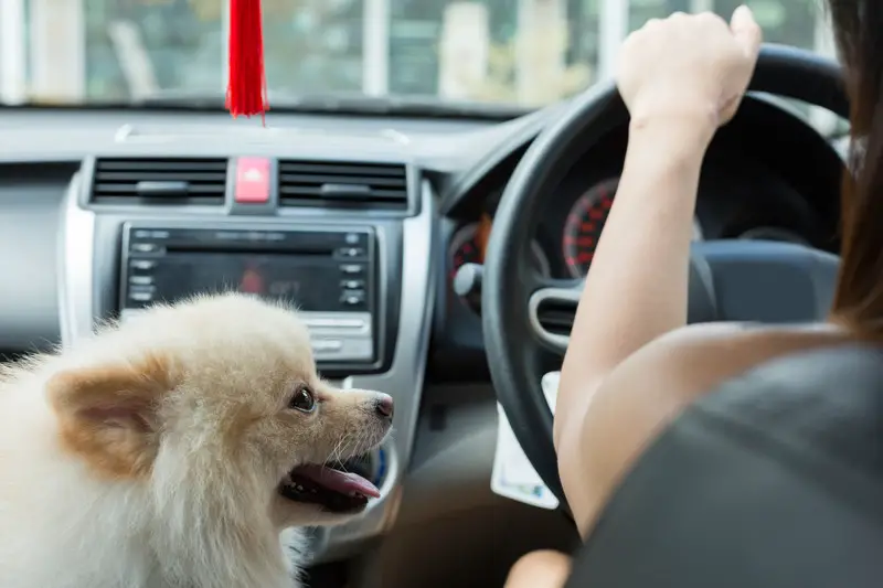 A happy Pomeranian sat in one of the best small dog car seats