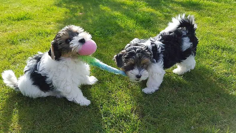 A picture of two gorgeous Biewer Terrier dogs