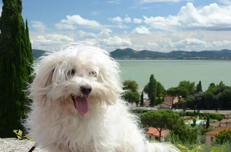 A picture of a beautiful Bolognese dog