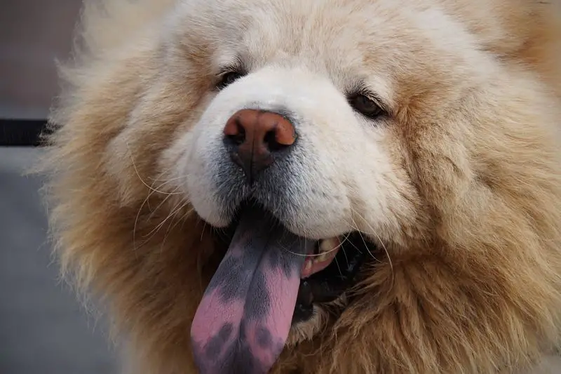 small chow looking dog