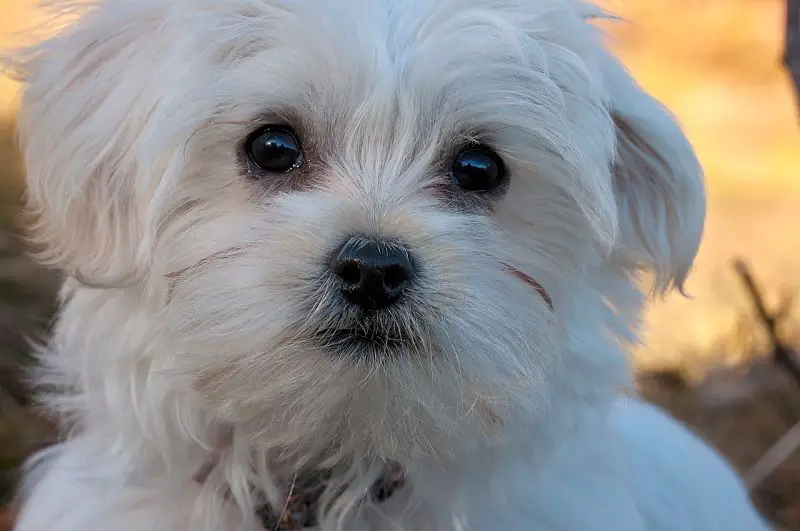 A gorgeous picture of a Maltese dog