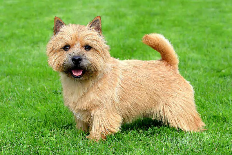 A gorgeous Norwich Terrier dog, one of the non-shedding small dog breeds