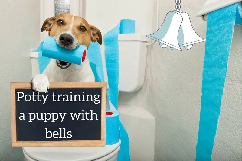Header image for article on puppy potty training with bells