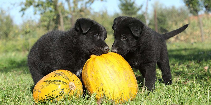 Puppies playing with pumpkins which can form part of a dog fiber diet