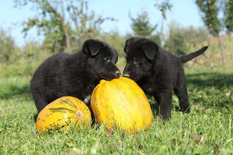 Puppies playing with pumpkins which can form part of a dog fiber diet.