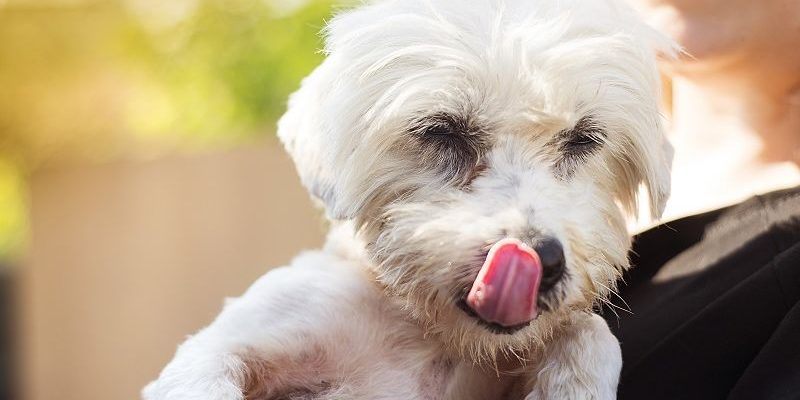 6 important things to consider before getting a dog