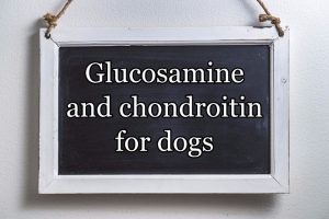 A look at the benefits of chondroitin and glucosamine for dogs