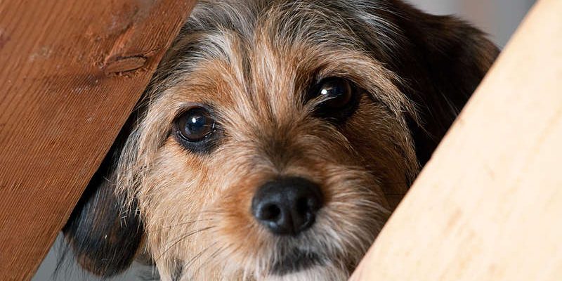Signs of a nervous dog and how to handle one