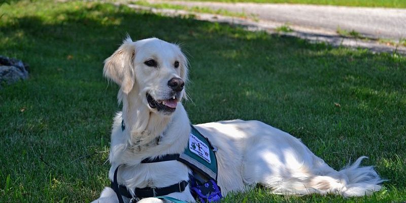 A look at 7 different types of service dogs and the tasks they perform