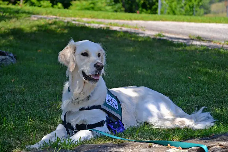 A look at 7 different types of service dogs and the tasks they perform