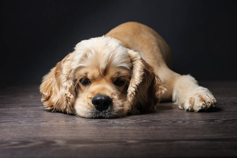 A picture of a beautiful young American Cocker Spaniel dog
