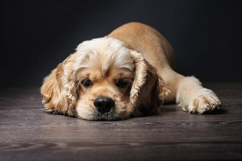 american cocker spaniel dog