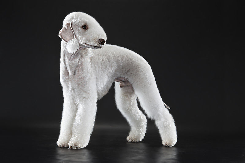 A beautiful example of the Bedlington Terrier dog