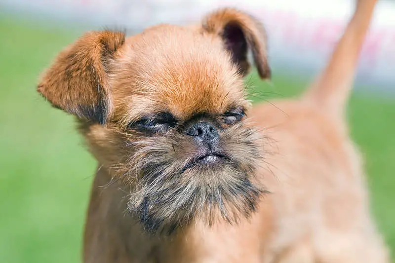 A cute example of the Brussels Griffon dog breed