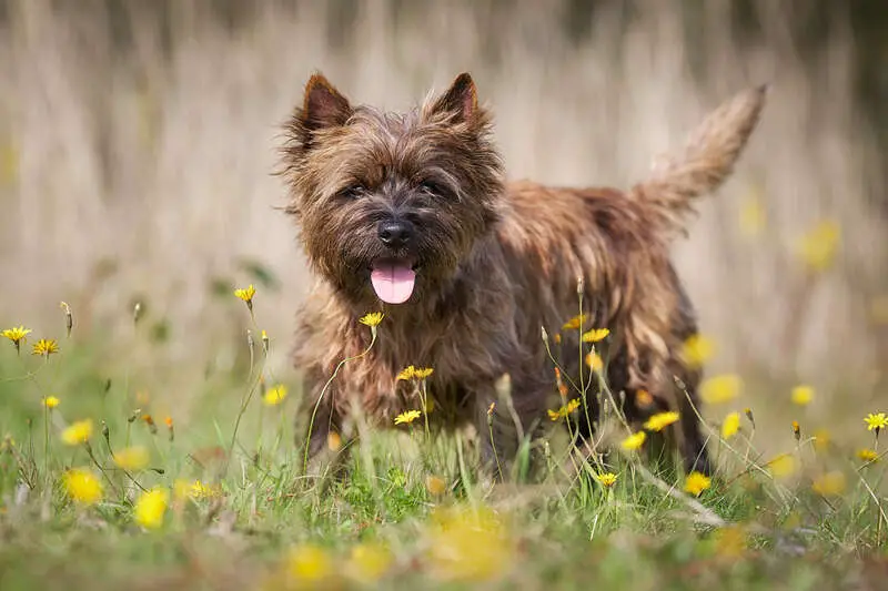 The Cairn Terrier