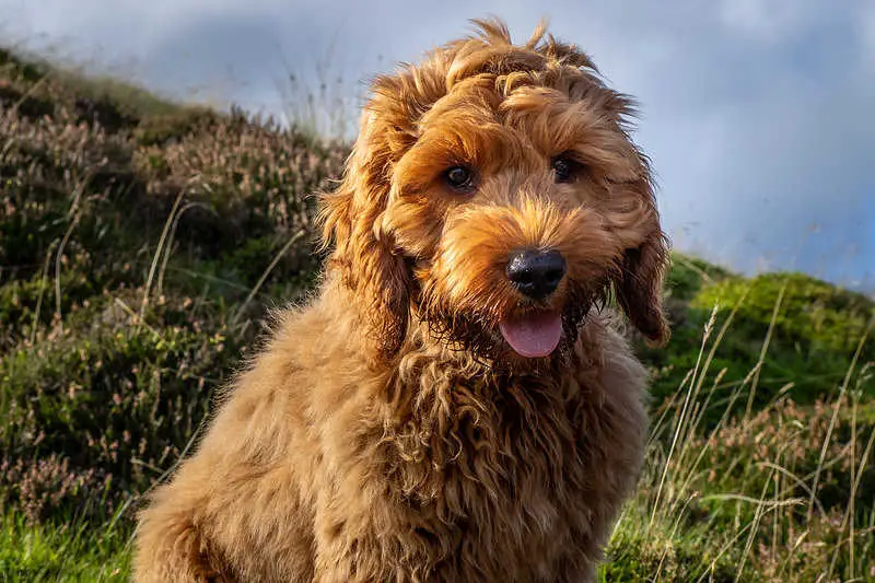 Picture of a cute young red Cockapoo dog