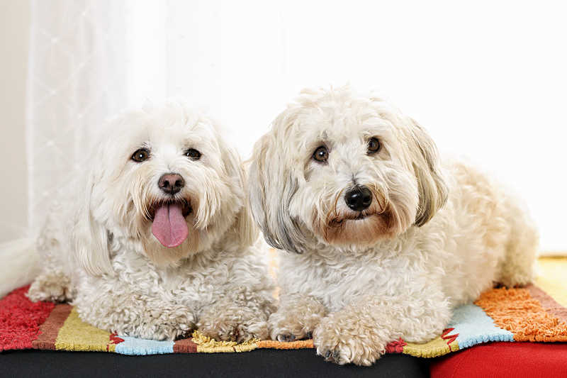 A picture of two beautiful Coton de Tulear dogs