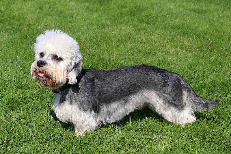 A picture of a cute Dandie Dinmont dog in a garden.