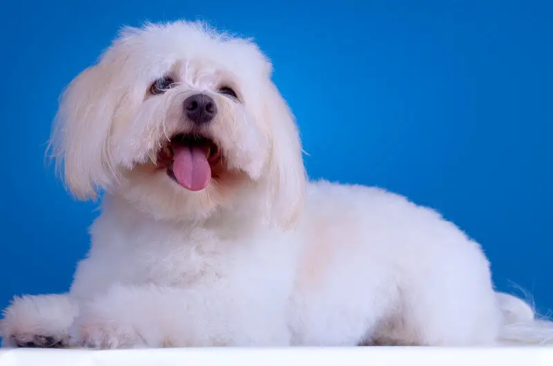 Picture of a beautiful Havanese dog against a blue background.