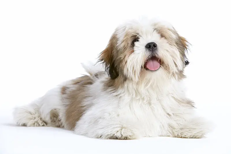 Picture of a beautiful Lhasa Apso dog.