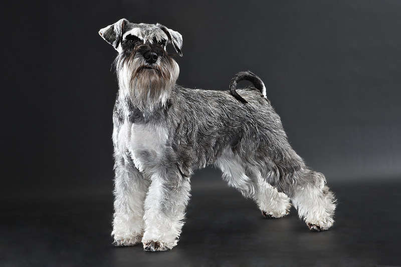 A beautiful Miniature Schnauzer dog against a black background