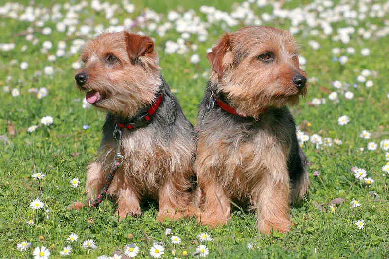 A picture of two beautiful Norfolk Terrier dogs