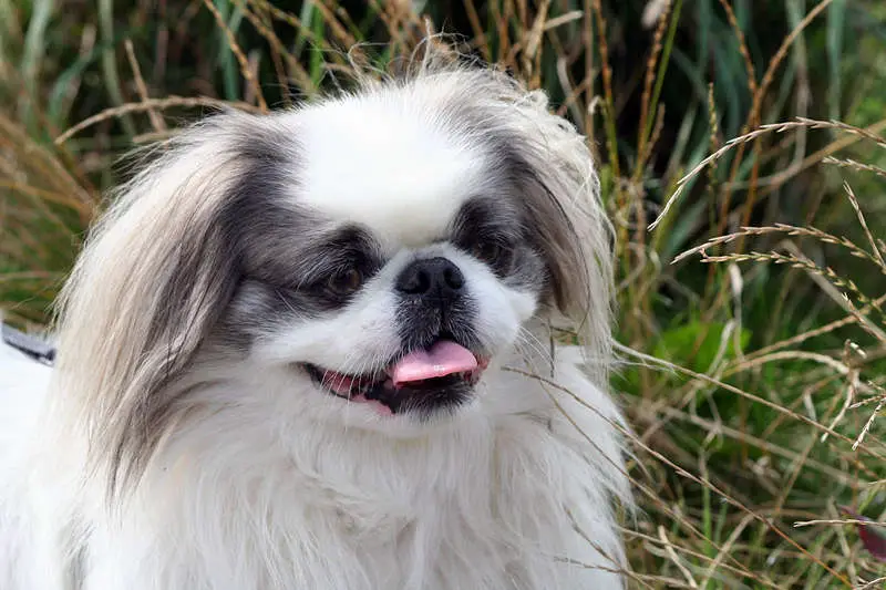 A beautiful example of the Pekingese dog breed