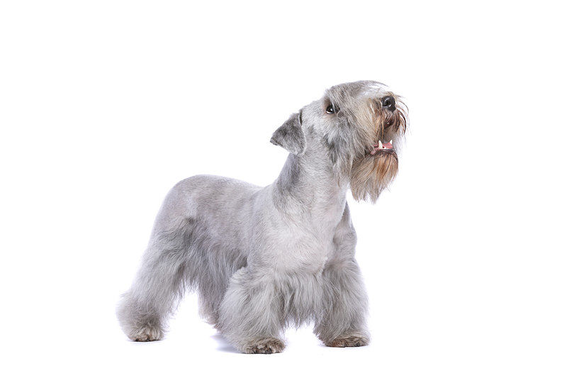 Picture of a cute Cesky Terrier dog