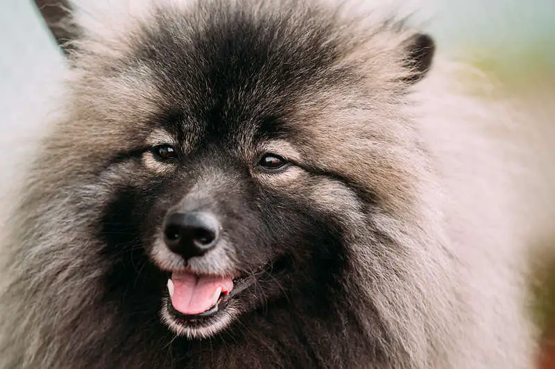 Picture of a beautiful Keeshond dog